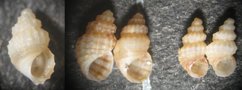 Scilla 50 mt (Alvania 95/6)