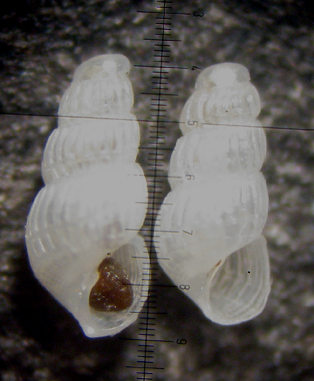Cabopino spiaggia (Chrysallida 27-1353)
