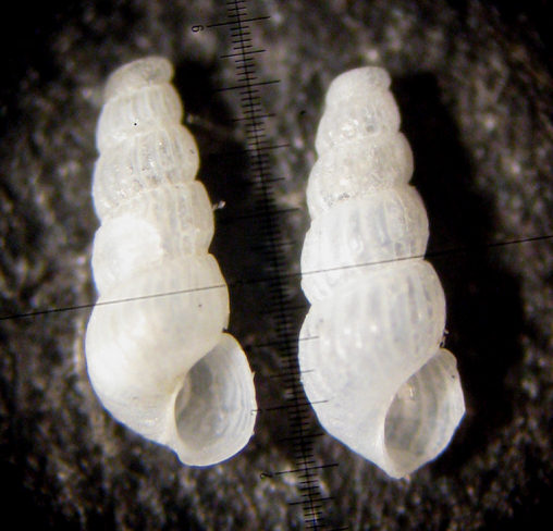 Cabopino spiaggia (Chrysallida? 28-1354)