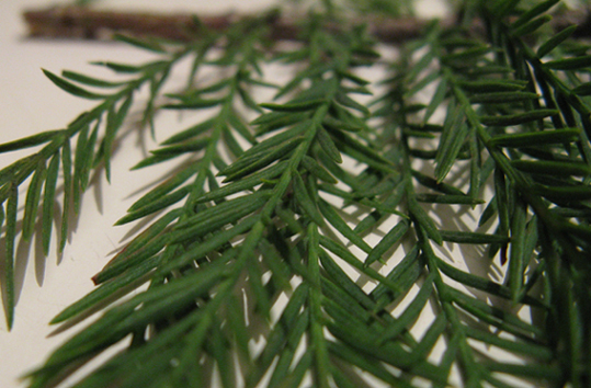 Taxodium distichum
