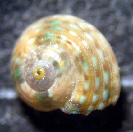 Cabopino spiaggia (44-1386)