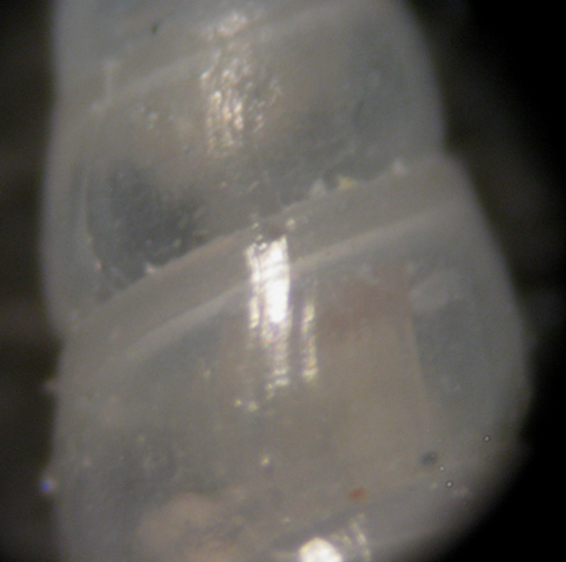 Malta spiaggia (Eulimidae 69-1401/4)