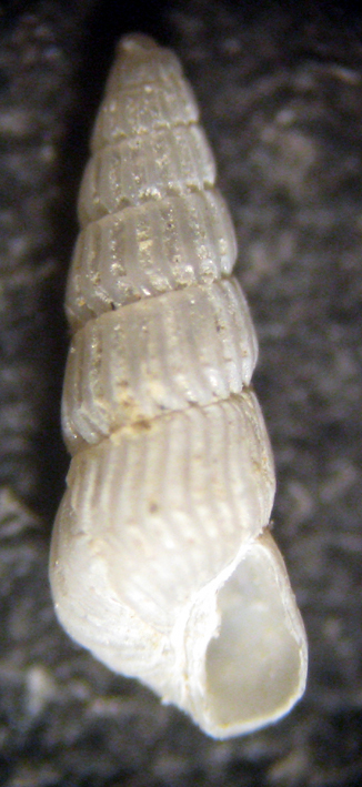 Cannizzaro 45m (Chrysallida 1-1459)