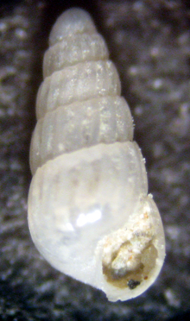 Cannizzaro 45m (Chrysallida 2-1460)
