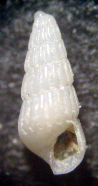 Cannizzaro 45m (Chrysallida 4-1463)