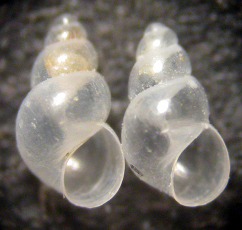 Rissoella diaphana