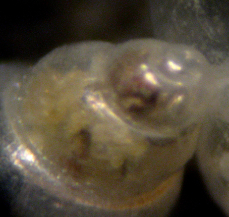 Rissoella diaphana