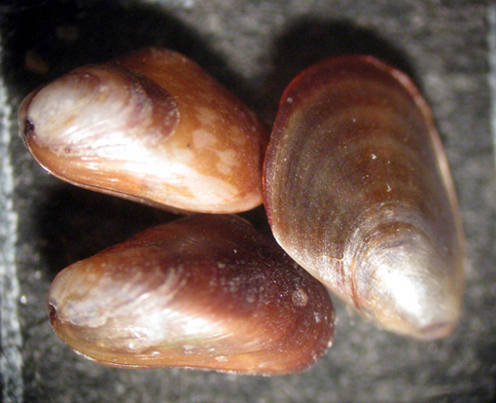 Cabopino spiaggia (Mytilaster 59/60/61)