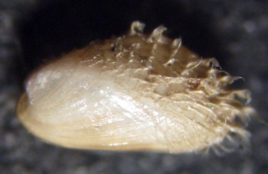 Cabopino spiaggia (Mytilaster 59/60/61)