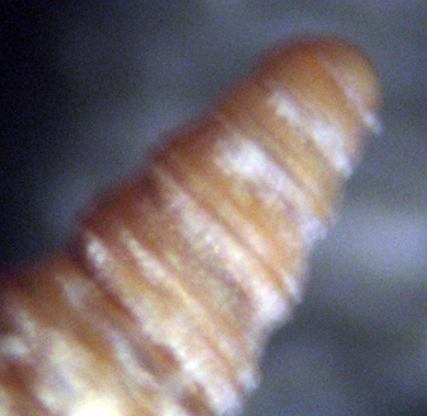 Cannizzaro 45m (Monophorus 25-1751/4)