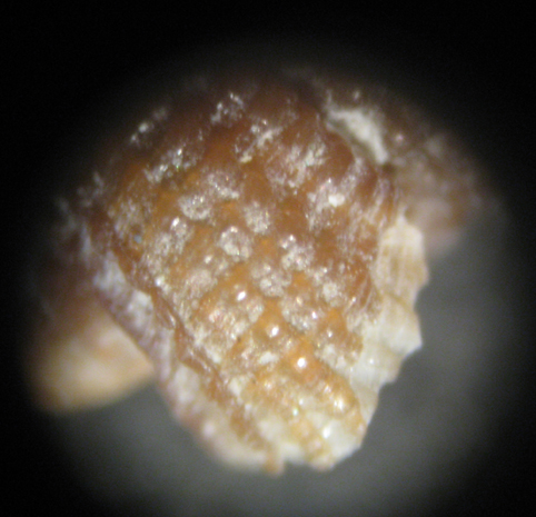 Cannizzaro 45m (Monophorus 25-1751/4)