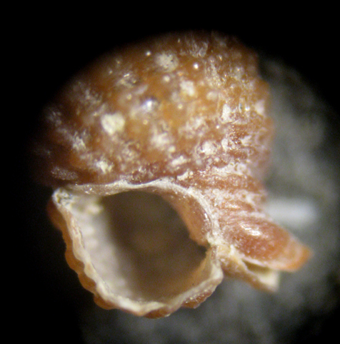 Cannizzaro 45m (Monophorus 25-1751/4)