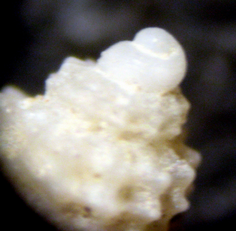 Cannizzaro 45m (Alvania 42-1762/3)