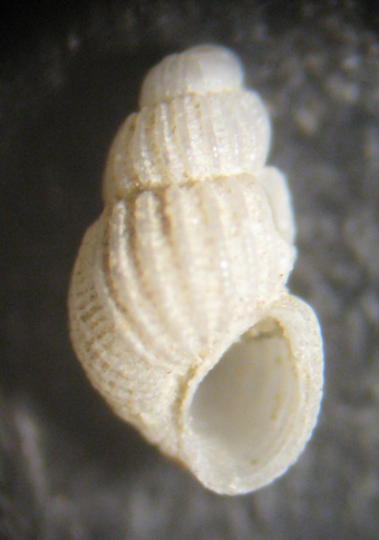 Cannizzaro 45m (Chrysallida 43-1773)