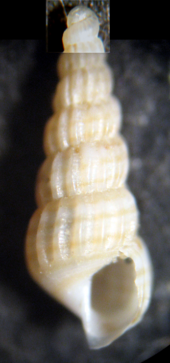 Cannizzaro 45m (Turbonilla? 47-1786)
