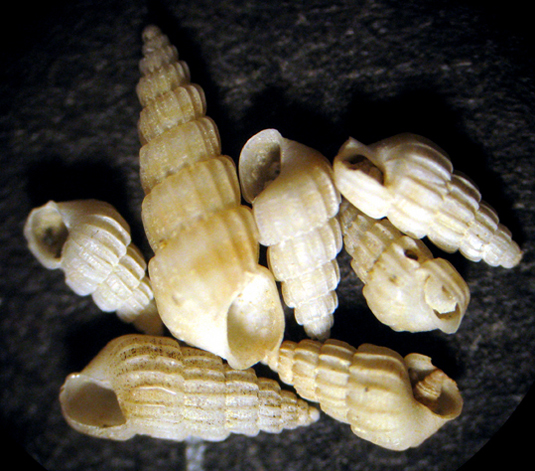 Cannizzaro 45m (Turbonilla? 48-1788)