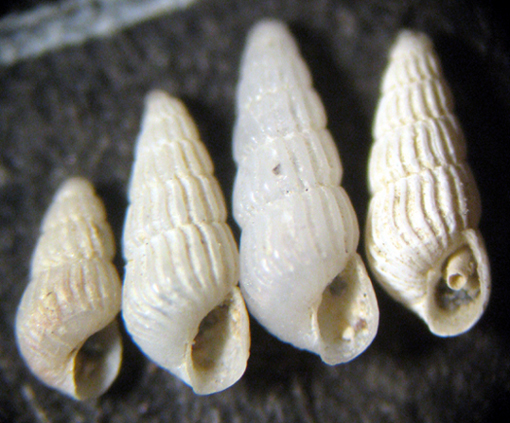 Cannizzaro 45m (Chrysallida 52-1793)