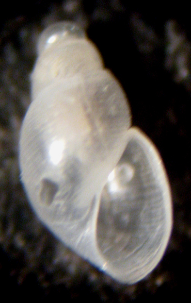 Cannizzaro 45m (Ondina? 53-1794)