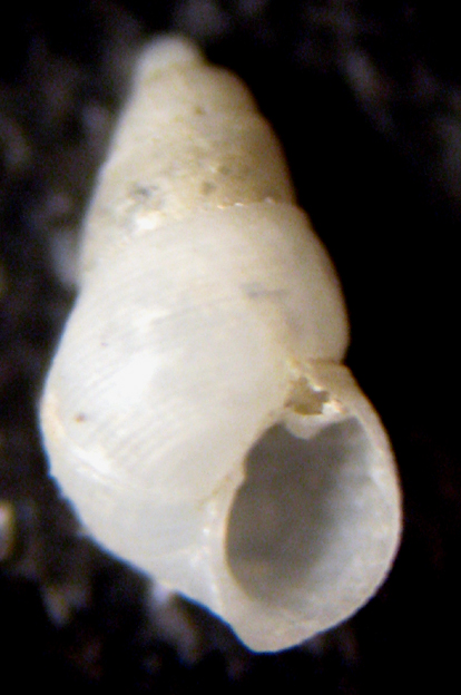 Cannizzaro 45m (Odostomia? 60-1798)