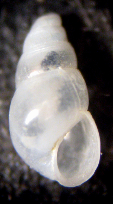 Cannizzaro 45m (Odostomia? 63-1802)