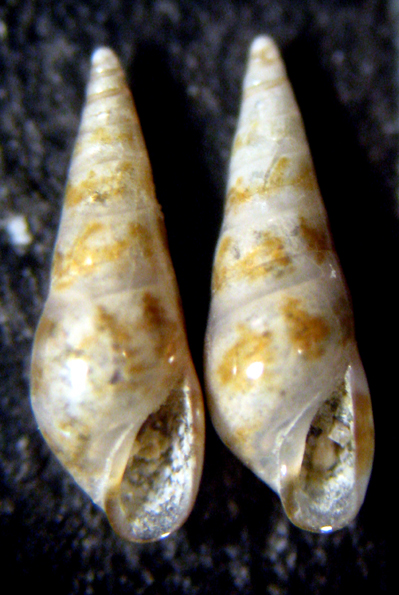 Sticteulima jeffreysiana