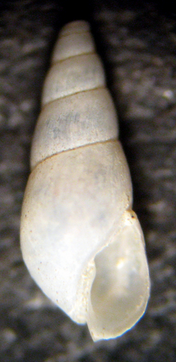 Cannizzaro 45m (??? 72-1811)