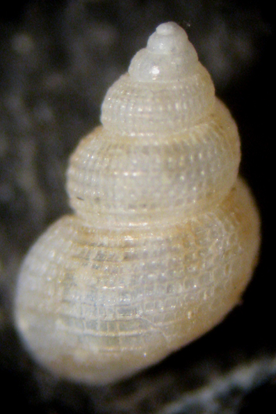 Ravenna spiaggia (Alvania 54 -1920/1)