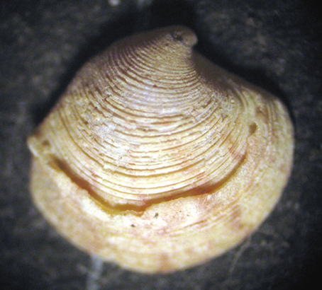 Livorno 50/100m (Bivalve 1/b-1954)