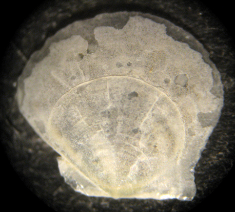 Livorno 50/100m (Pectinidae 8-1955)