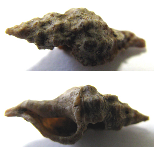 Muricidae...quasi un quiz