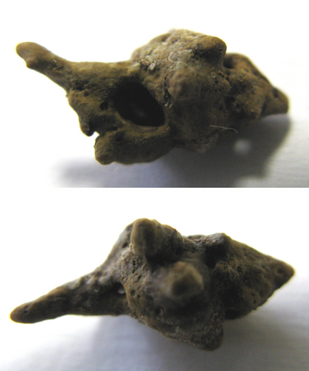 Muricidae...quasi un quiz