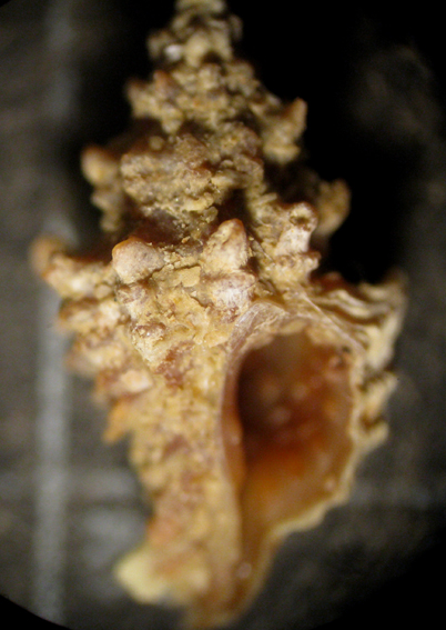 Muricopsis aradasii