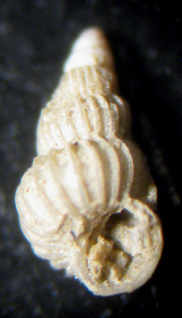 Livorno ex reti 40/60m (Epitonium 9-1994)