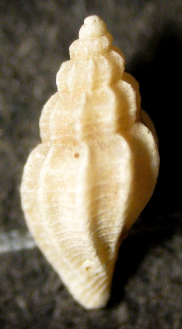 Torre Inserraglio (LE) -25m (Bela? 33-2015/6)