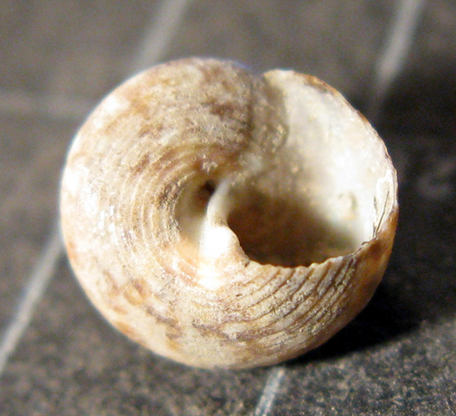 Mljet Croazia 3m (Gibbula 7-2031/2)