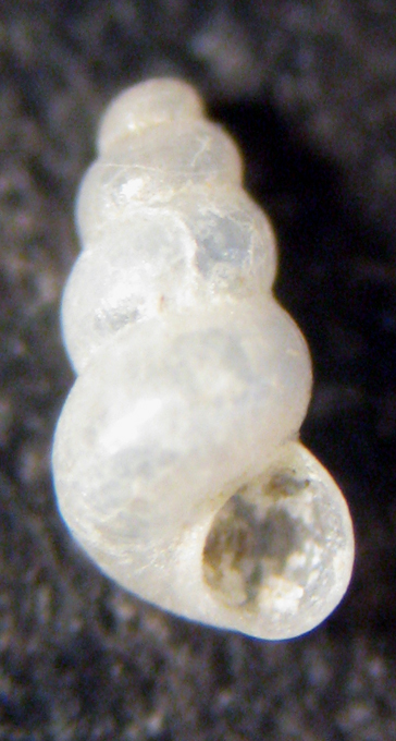 Mljet Croazia 3m (Setia? 19-2038/40)