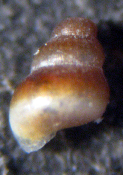 Mljet Croazia 3m (Eatonina? 21-2041/2)