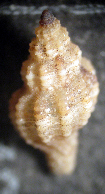 Castelsardo (SS) 40m (Raphitoma 5-2059/61)