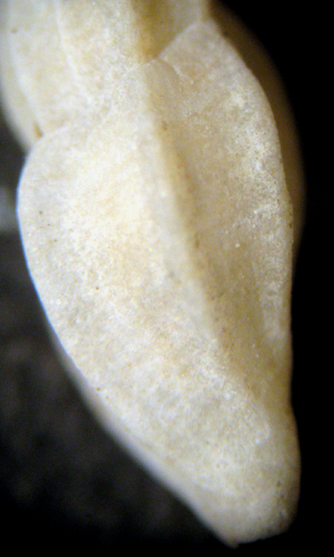 Castelsardo (SS) 40m (Mangelia? 1-2053)