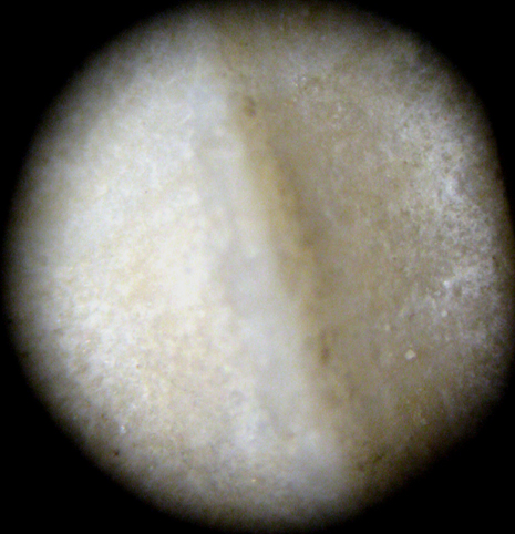 Castelsardo (SS) 40m (Mangelia? 1-2053)