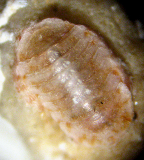 Zannone 18m (Polyplacophora 1-2117)