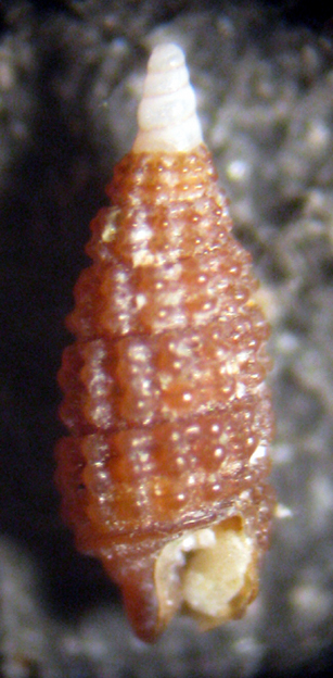Zannone 18m (Cerithiopsis 17-2121/2)