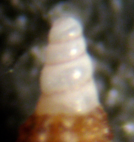 Zannone 18m (Cerithiopsis 17-2121/2)