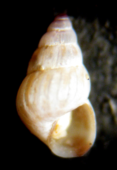 Zannone 18m (Pusillina 74-2208)