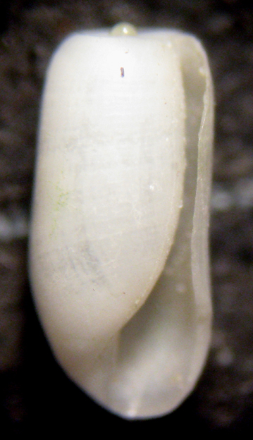 Zannone 18m (Retusa 83-2209) Retusa mamillata