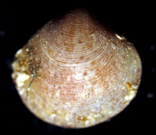 Giglio 13m (Bivalve 3/6/7-2284)