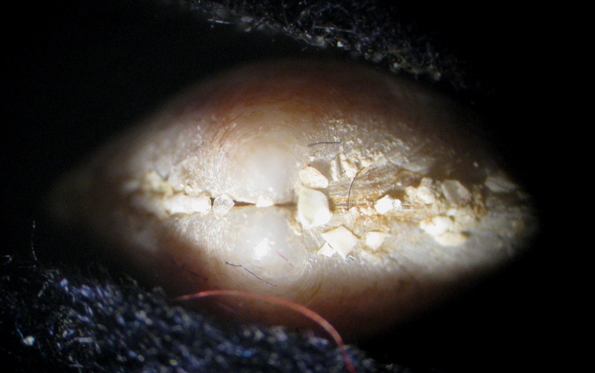 Giglio 13m (Bivalve 3/6/7-2284)