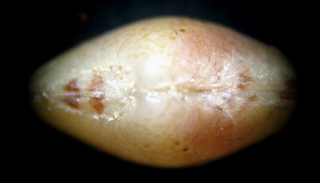 Giglio 13m (Bivalve 3/6/7-2284)