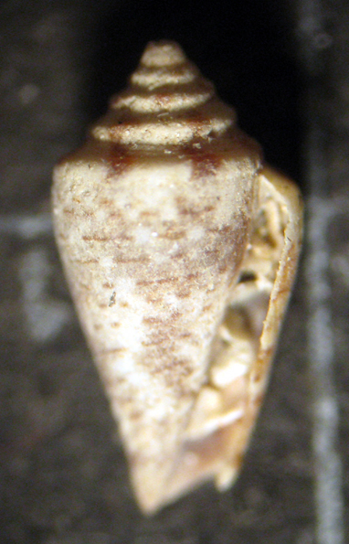 Giglio 13m (Conus 25-2299)