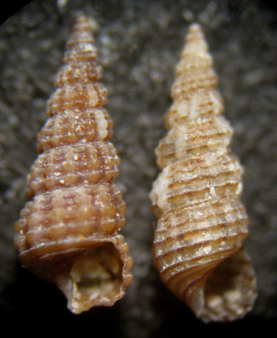 Giglio 13m (Bittium 75-2318)